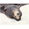 Image 2 : Black Bear Rug Taxidermy