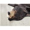 Image 4 : Black Bear Rug Taxidermy