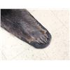 Image 5 : Black Bear Rug Taxidermy