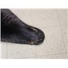Image 6 : Black Bear Rug Taxidermy