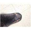 Image 7 : Black Bear Rug Taxidermy