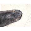 Image 8 : Black Bear Rug Taxidermy