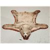 Image 1 : Blonde Phase Black Bear Rug Taxidermy