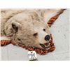 Image 5 : Blonde Phase Black Bear Rug Taxidermy