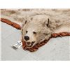 Image 6 : Blonde Phase Black Bear Rug Taxidermy