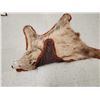 Image 7 : Blonde Phase Black Bear Rug Taxidermy