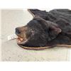 Image 6 : Black Bear Rug Taxidermy
