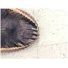 Image 7 : Black Bear Rug Taxidermy