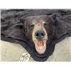 Image 7 : BIG Black Bear Rug Taxidermy