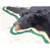 Image 3 : Black Bear Rug Taxidermy