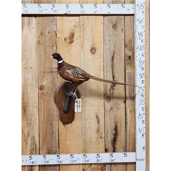 Ringneck Pheasant Full Body Bird Taxidermy