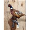 Image 2 : Ringneck Pheasant Full Body Bird Taxidermy