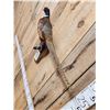 Image 3 : Ringneck Pheasant Full Body Bird Taxidermy