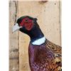 Image 4 : Ringneck Pheasant Full Body Bird Taxidermy