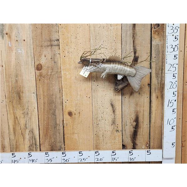 The Dreaded Armadillo Carp Taxidermy Mount