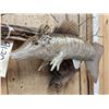 Image 2 : The Dreaded Armadillo Carp Taxidermy Mount