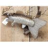 Image 3 : The Dreaded Armadillo Carp Taxidermy Mount