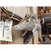 Image 4 : The Dreaded Armadillo Carp Taxidermy Mount