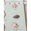 Image 10 : Collection Of 14 Arrowheads Native American Artifact