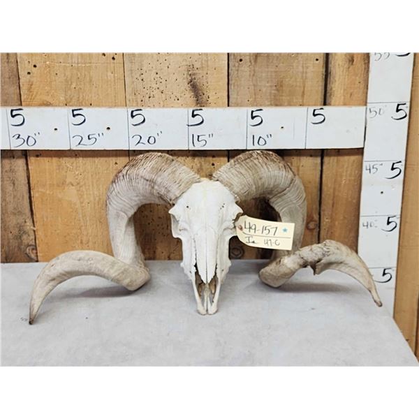 Big Domestic Ram Sheep Skull Taxidermy