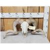 Image 1 : Big Domestic Ram Sheep Skull Taxidermy