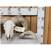 Image 2 : Big Domestic Ram Sheep Skull Taxidermy
