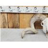 Image 3 : Big Domestic Ram Sheep Skull Taxidermy