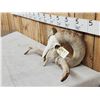 Image 4 : Big Domestic Ram Sheep Skull Taxidermy