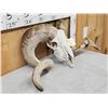 Image 5 : Big Domestic Ram Sheep Skull Taxidermy