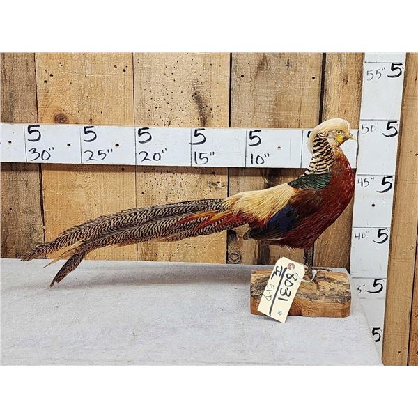 Golden Pheasant Full Body Bird Taxidermy