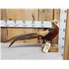 Image 1 : Golden Pheasant Full Body Bird Taxidermy