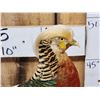 Image 2 : Golden Pheasant Full Body Bird Taxidermy
