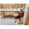 Image 3 : Golden Pheasant Full Body Bird Taxidermy