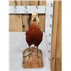 Image 4 : Golden Pheasant Full Body Bird Taxidermy