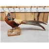 Image 5 : Golden Pheasant Full Body Bird Taxidermy