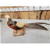 Image 6 : Golden Pheasant Full Body Bird Taxidermy