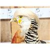 Image 7 : Golden Pheasant Full Body Bird Taxidermy
