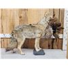 Image 1 : Coyote With Pheasant Full Body Taxidermy Mount