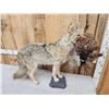 Image 2 : Coyote With Pheasant Full Body Taxidermy Mount