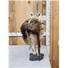 Image 3 : Coyote With Pheasant Full Body Taxidermy Mount