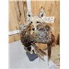 Image 4 : Coyote With Pheasant Full Body Taxidermy Mount