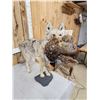 Image 5 : Coyote With Pheasant Full Body Taxidermy Mount