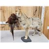Image 6 : Coyote With Pheasant Full Body Taxidermy Mount