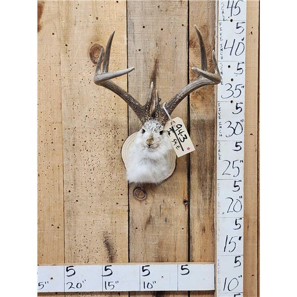4x4 Boone & Crockett Jackalope Shoulder Mount Taxidermy