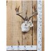 Image 1 : 4x4 Boone & Crockett Jackalope Shoulder Mount Taxidermy