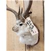 Image 2 : 4x4 Boone & Crockett Jackalope Shoulder Mount Taxidermy