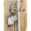 Image 3 : 4x4 Boone & Crockett Jackalope Shoulder Mount Taxidermy