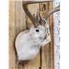 Image 4 : 4x4 Boone & Crockett Jackalope Shoulder Mount Taxidermy