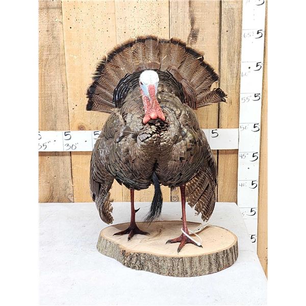 Strutting Turkey Full Body Bird Taxidermy