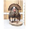 Image 1 : Strutting Turkey Full Body Bird Taxidermy